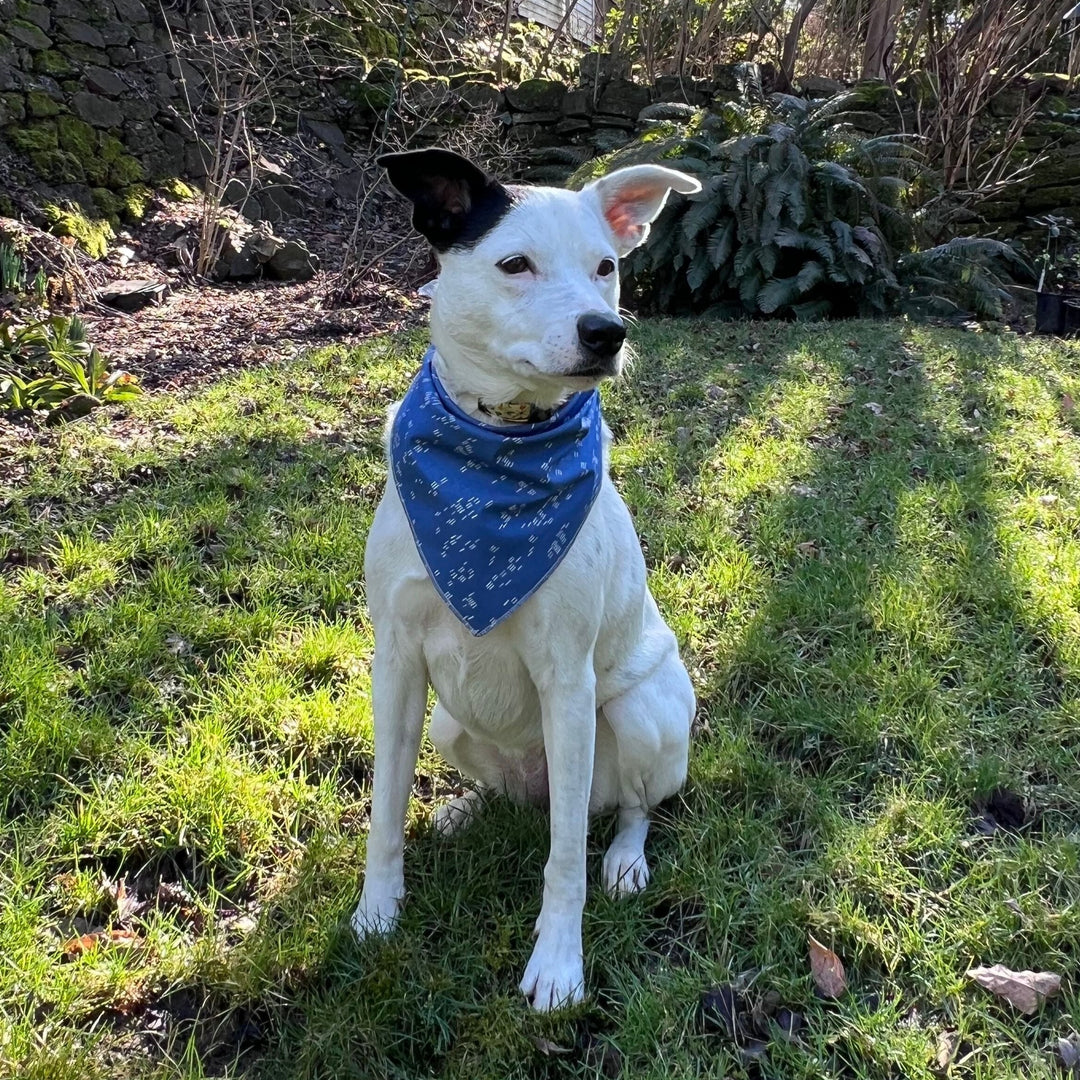 Medium Dog Bandana