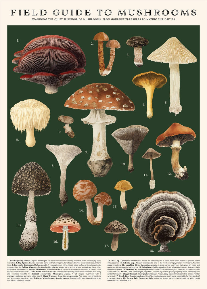 Puzzle | Mushrooms 500 Pieces