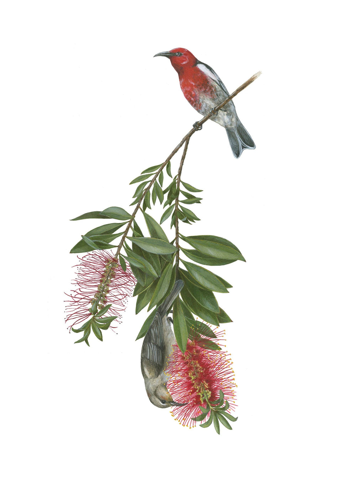 Boxed Notecards | Erin E. Hunter: Pollinators