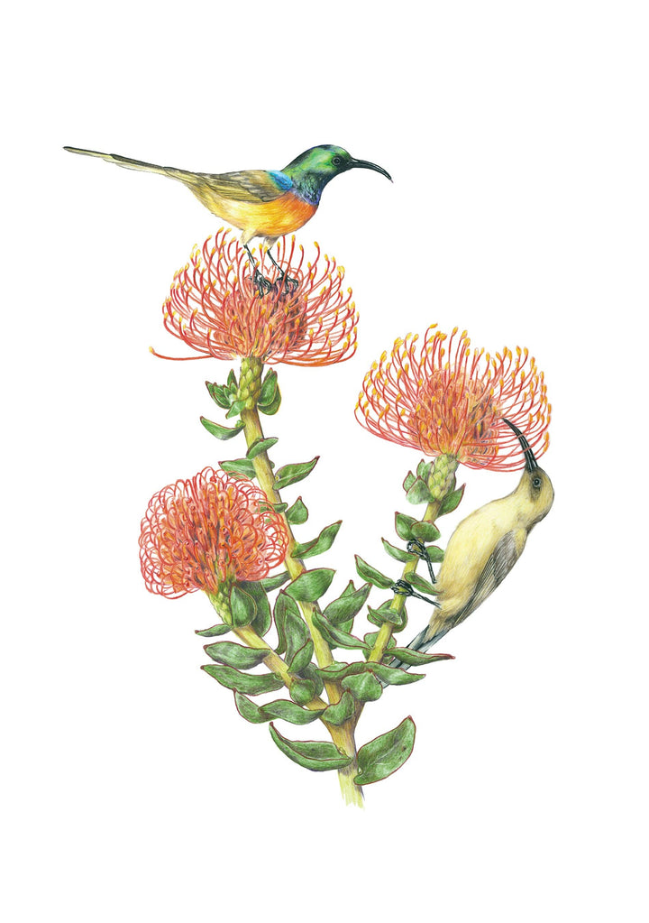 Boxed Notecards | Erin E. Hunter: Pollinators