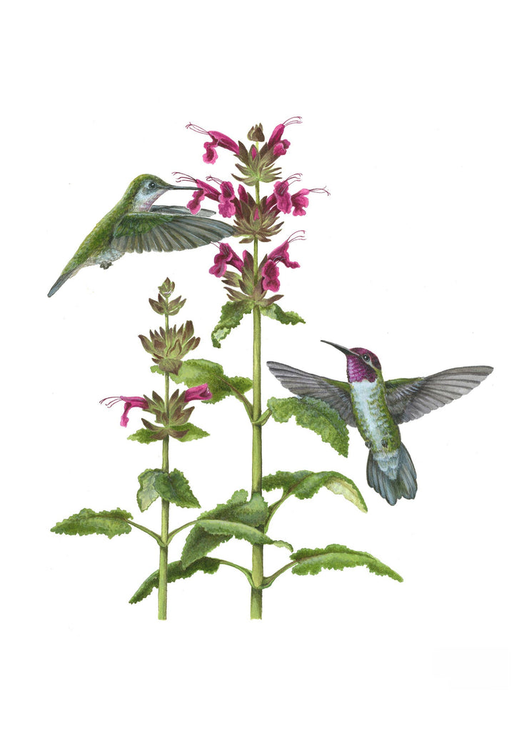 Boxed Notecards | Erin E. Hunter: Pollinators