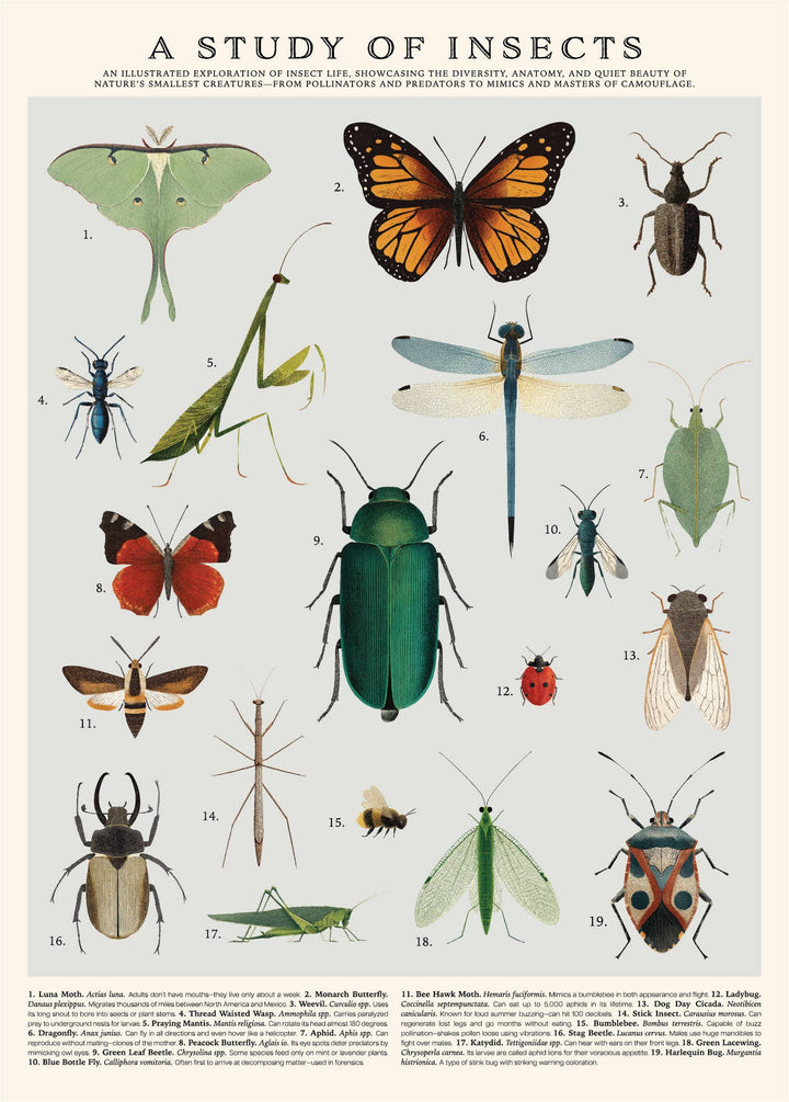 Puzzle | Insects 500 Pieces