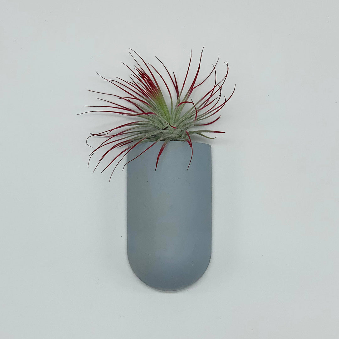 cement hanging planter Pocket Wall Planter – Dana Herbert Accessories